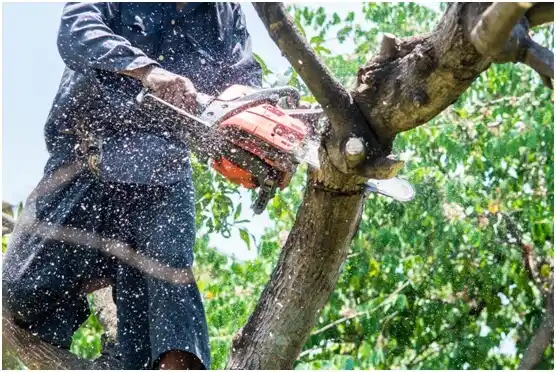 tree services Southwest Greensburg